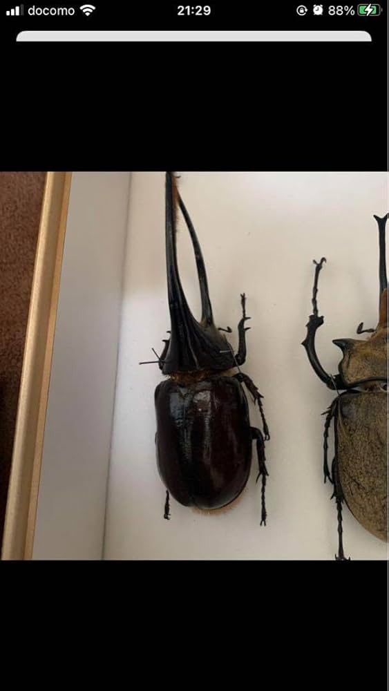 ※大型　ネプチュ−ンオオカブト　♂野外標本 大型ネプチューンオオカブト標本 昆虫用品